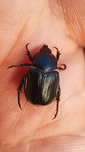 Anisoplia lata - széles szipoly Anisoplia lata - széles szipoly