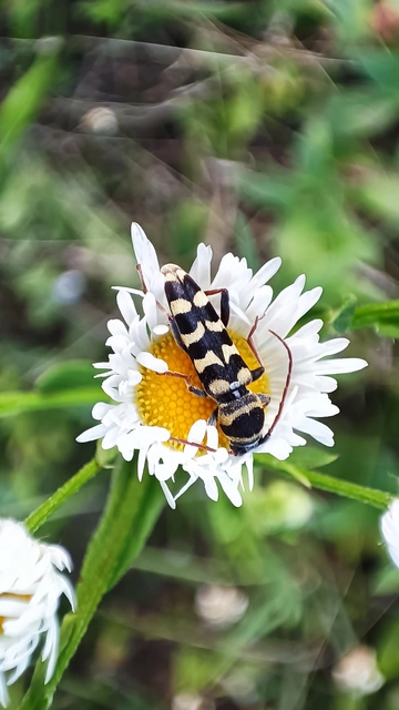 Echinocerus floralis - lucerna-darázscincér