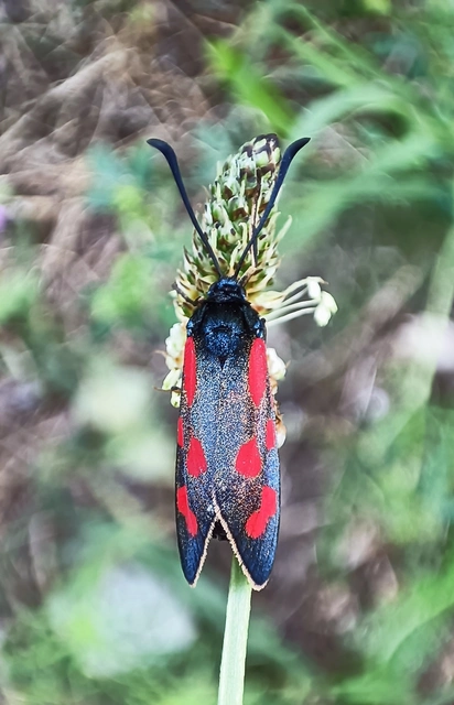 Zygaena loti - közönséges csüngőlepke