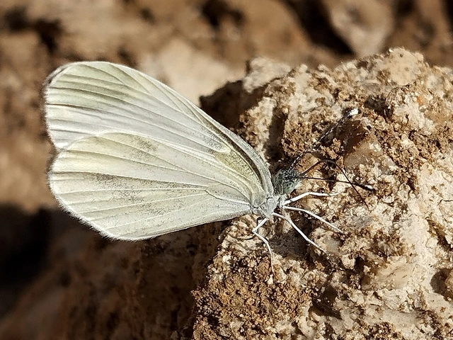 Leptidea sinapis - mustárlepke