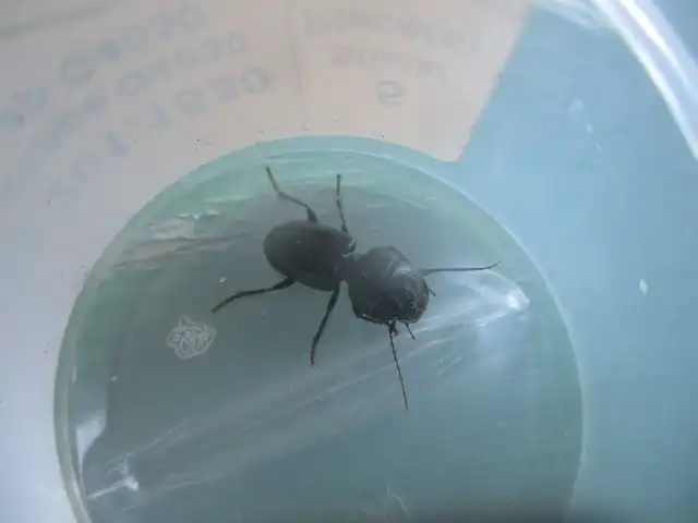 Dixus clypeatus - pajzsosnyakú futó