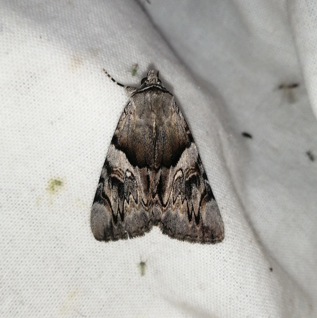 Catocala fulminea - galagonya-övesbagoly