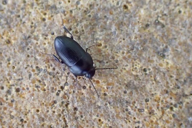 Crypticus quisquilius - fürge gyászbogár