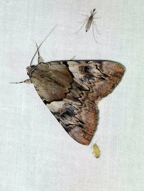 Catocala fulminea - galagonya-övesbagoly