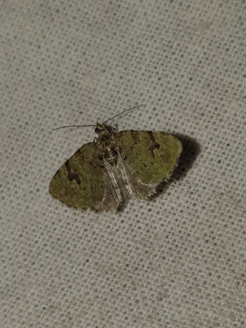 Chloroclystis v-ata - zöldes törpearaszoló