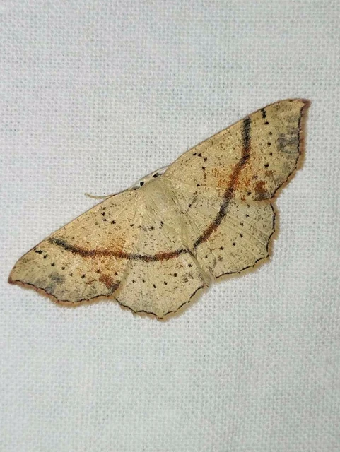 Cyclophora punctaria - sávos pettyesaraszoló