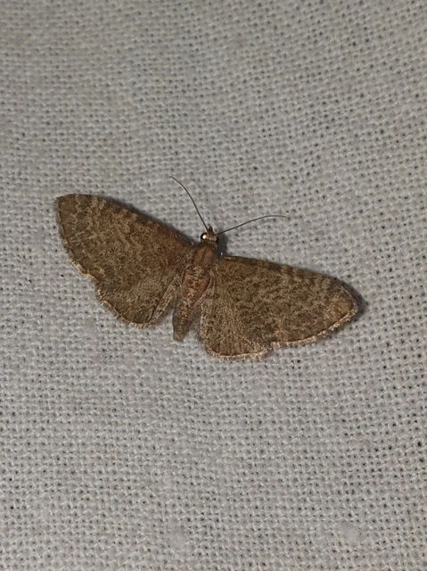 Eupithecia haworthiata - rozsdástestű törpearaszoló