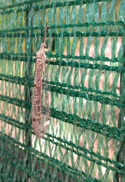 Distoleon tetragrammicus - négyfoltos hangyaleső