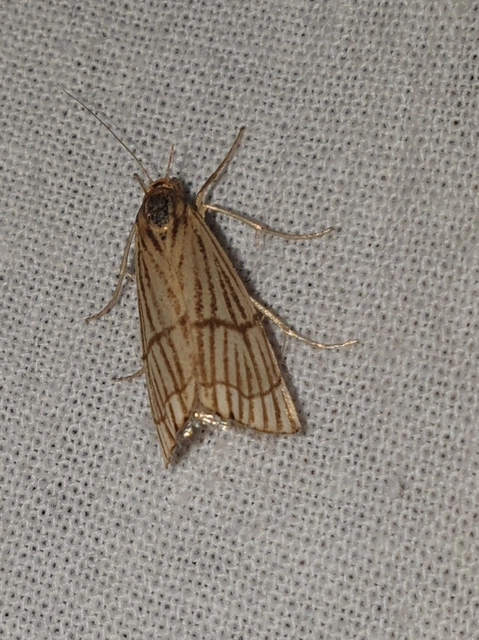 Chrysocrambus linetella - déli fűgyökérmoly