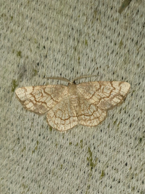 Stegania dilectaria - fehérnyár-araszoló