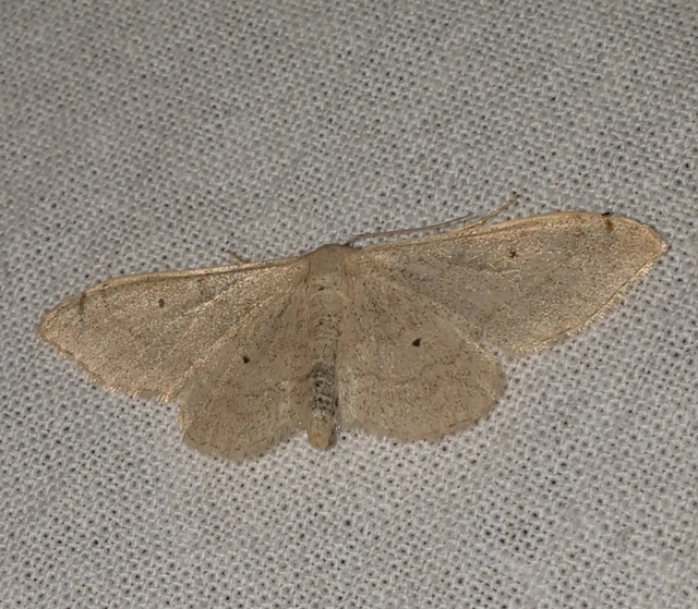 Idaea straminata - szalmasárga sávosaraszoló