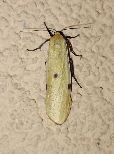 Lithosia quadra - négypettyes zuzmószövő