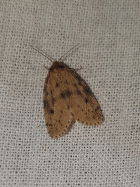 Thumata senex - mocsári medvelepke