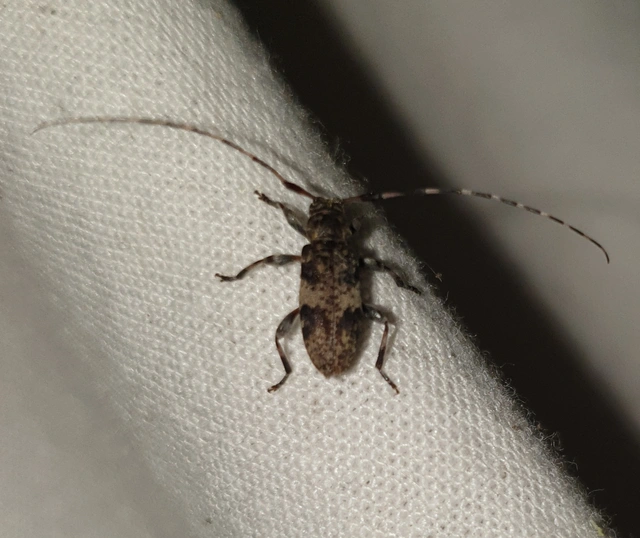 Leiopus nebulosus - öves gesztcincér