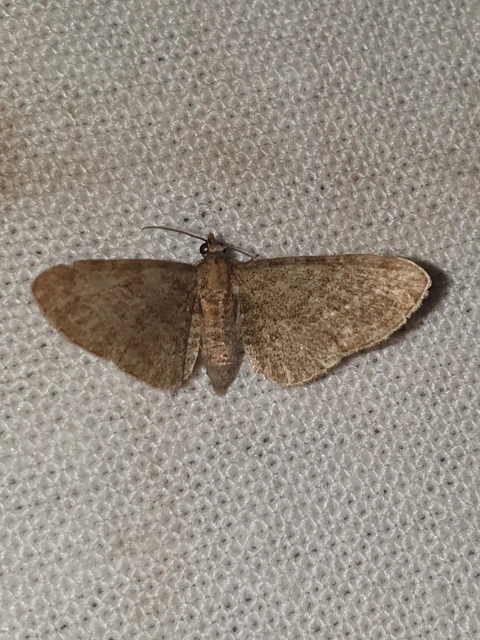 Eupithecia haworthiata - rozsdástestű törpearaszoló