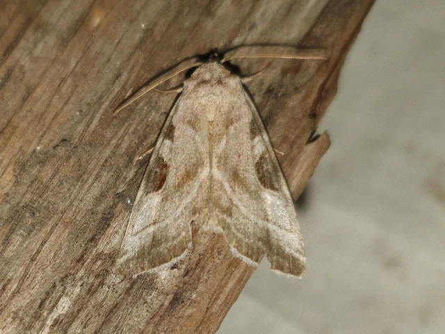 Eucarta virgo - mocsári ametisztbagoly