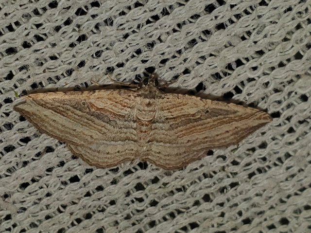 Costaconvexa polygrammata - soksávú araszoló