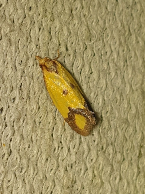 Agapeta zoegana - barnacsíkos sárgamoly