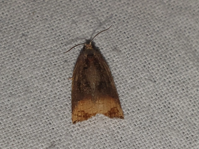 Archips podana - dudvarágó sodrómoly