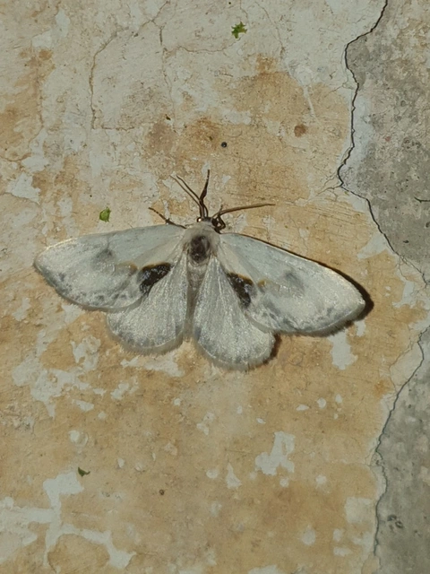 Cilix glaucata - törpe sarlósszövő