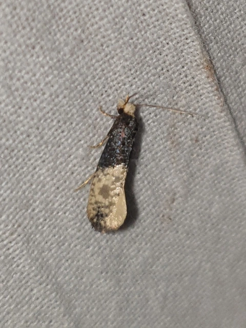 Trichophaga