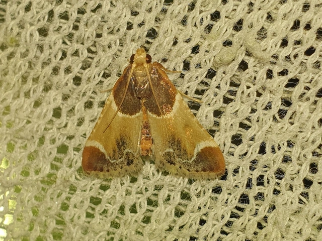 Pyralis farinalis - lisztilonca