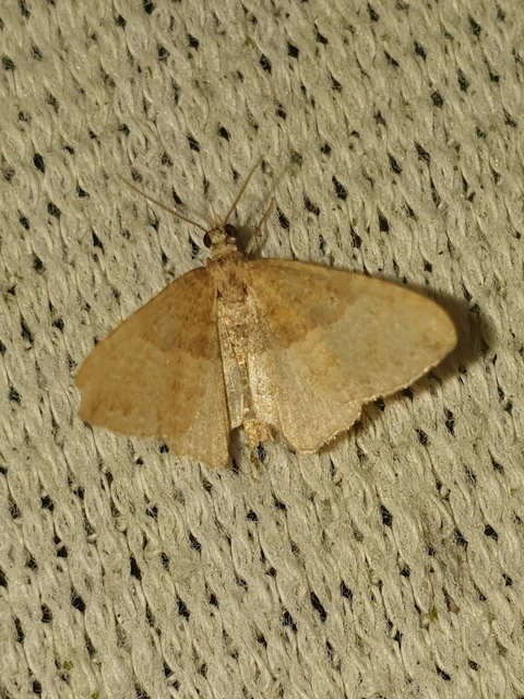 Orthonama obstipata - vándoraraszoló