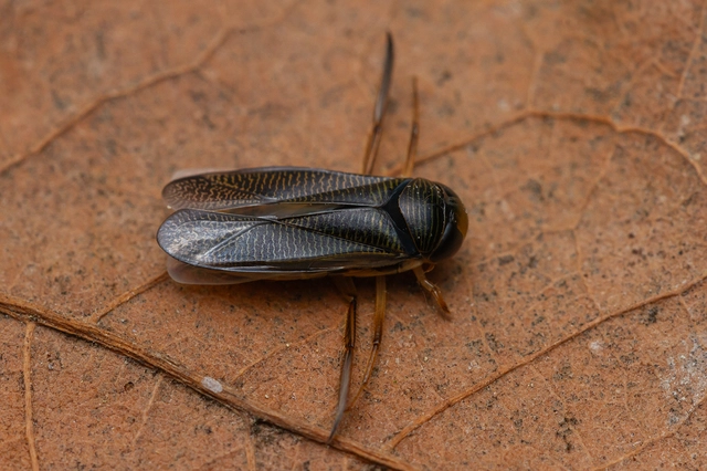 Corixidae - búvárpoloskák Corixidae - búvárpoloskák