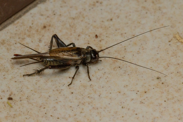 Eumodicogryllus bordigalensis - bordói tücsök