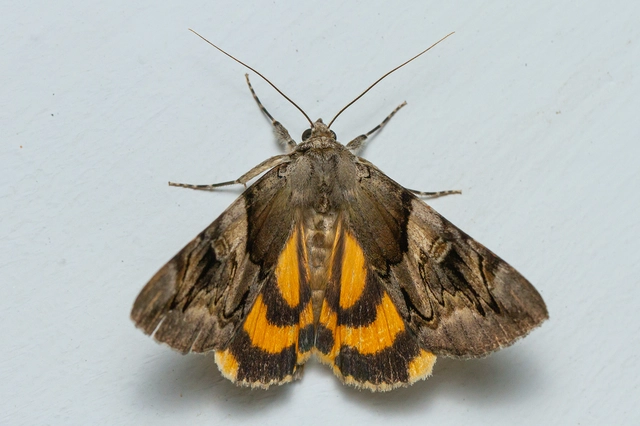Catocala fulminea - galagonya-övesbagoly