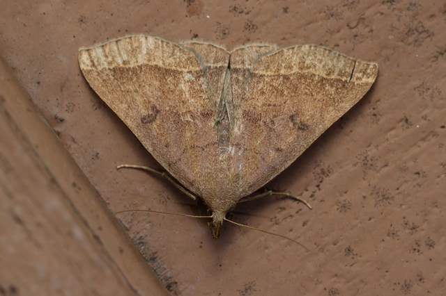 Pechipogo plumigeralis - tollascsápú karcsúbagoly