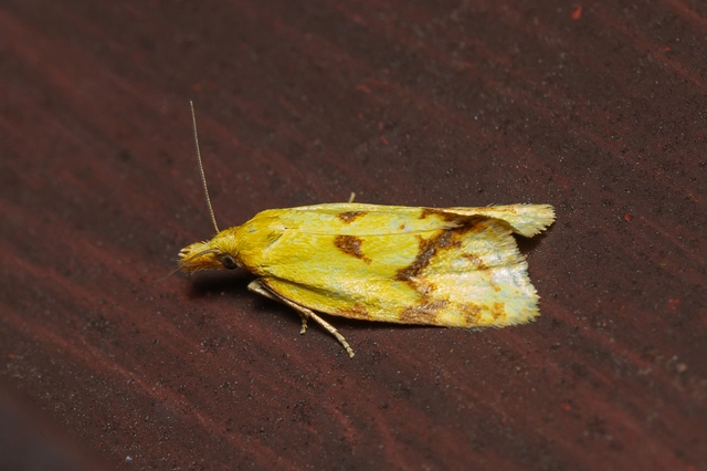 Agapeta hamana - közönséges sárgamoly