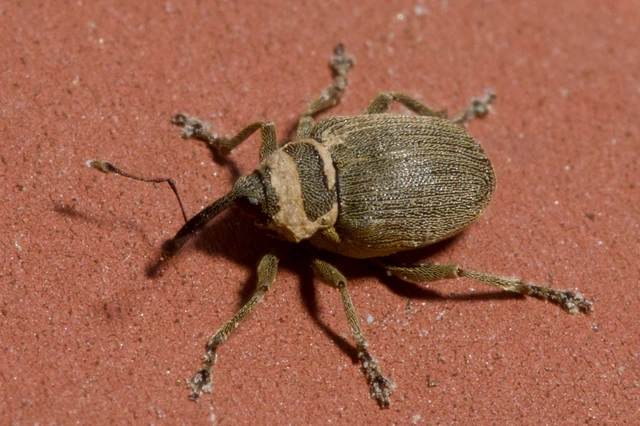 Ceutorhynchus napi - széles repce-ceutormányos