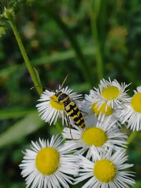 Echinocerus floralis - lucerna-darázscincér