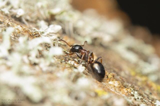 Dolichoderus quadripunctatus - négypettyes erdeihangya