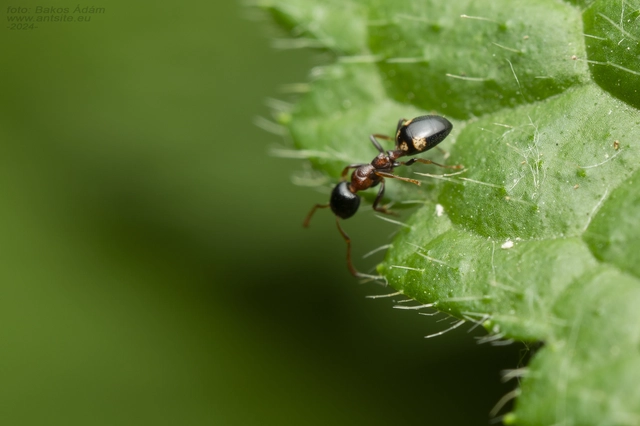 Dolichoderus quadripunctatus - négypettyes erdeihangya