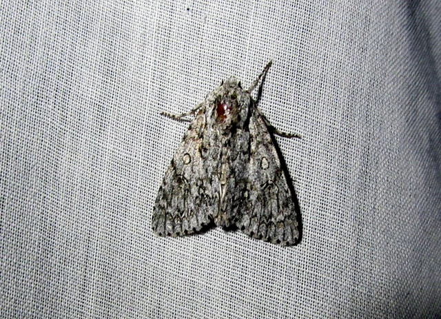 Acronicta aceris - vadgesztenye-szigonyosbagoly