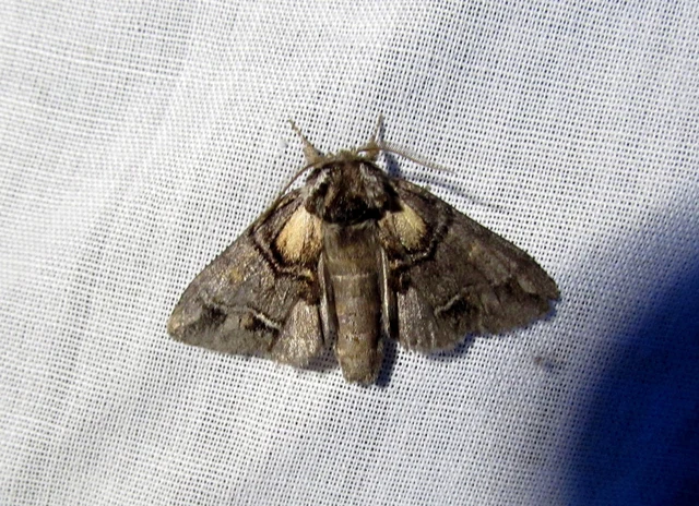 Drymonia velitaris - hegyi púposszövő