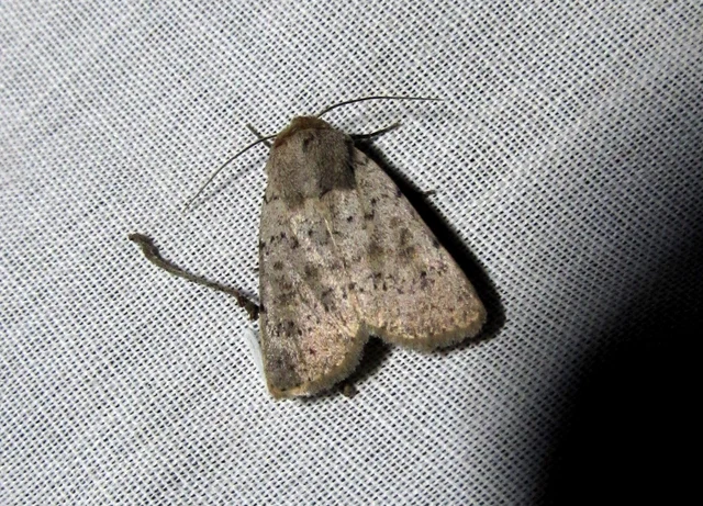 Hoplodrina respersa - bogáncs-selymesbagoly