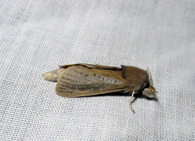 Phragmataecia castaneae - nádfúrólepke