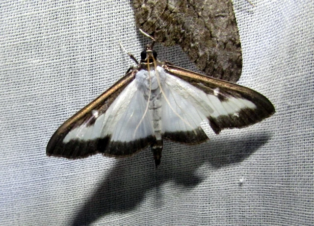 Cydalima perspectalis - puszpáng-tűzmoly