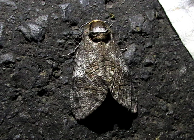 Cossus cossus - fűzfarontólepke