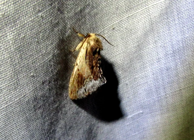 Ptilodon cucullina - csuklyás púposszövő