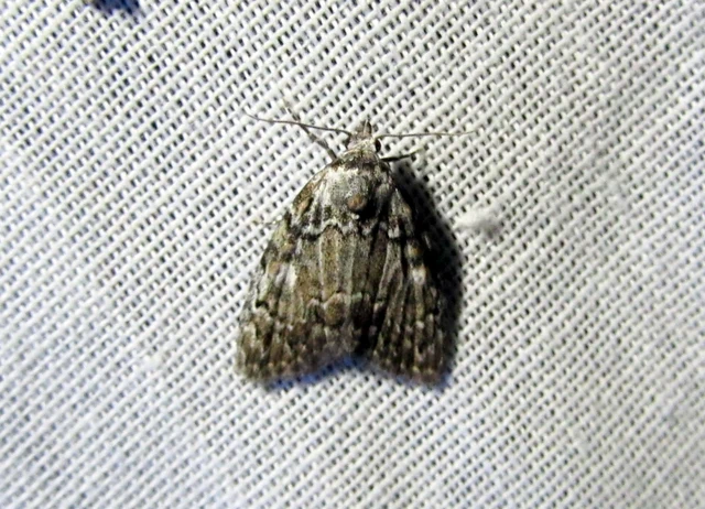 Meganola strigula - hamvas pamacsosszövő
