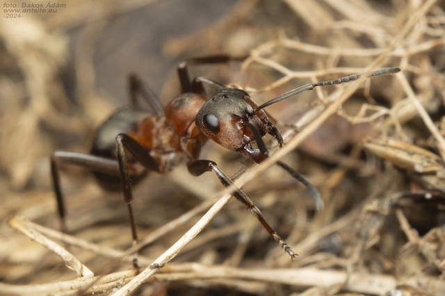 Formica rufa - erdei vöröshangya