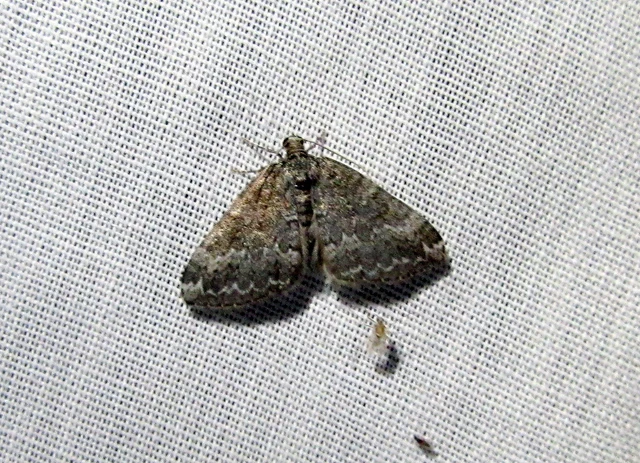 Perizoma alchemillata - árvacsalán-araszoló