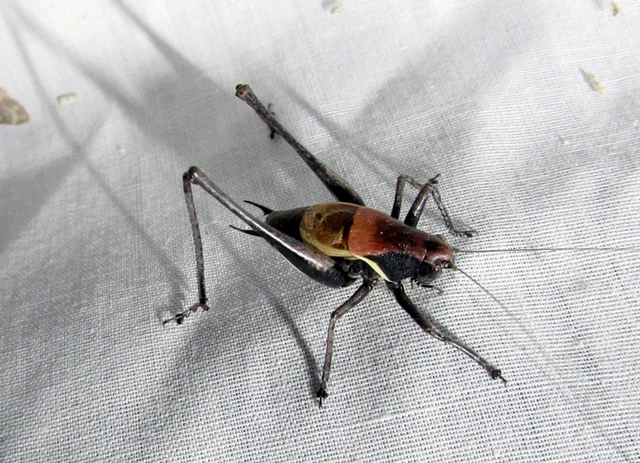 Pholidoptera aptera - nagy avarszöcske