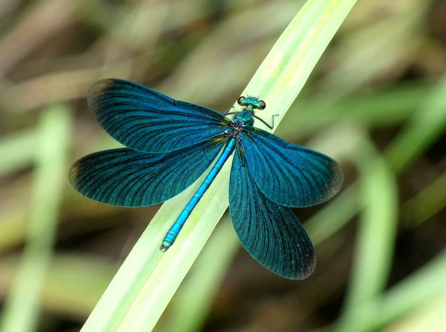 Calopteryx virgo - kisasszony-szitakötő