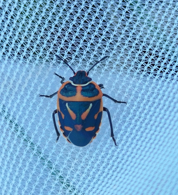 Eurydema fieberi - keresztespoloska