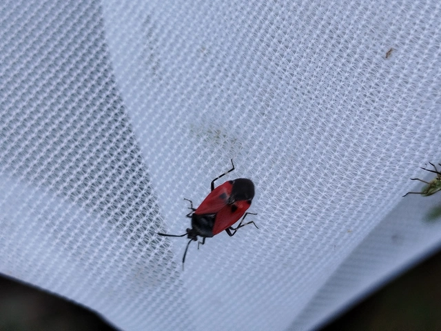 Deraeocoris rutilus - cinóber mezeipoloska